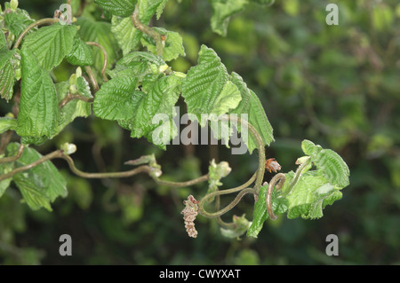 Le Noisetier Corylus avellana Betulaceae Banque D'Images