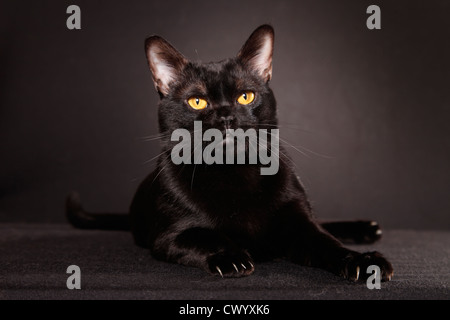 Bombay cat allongé Banque D'Images