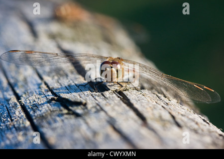 Libre d'un vagabond vert (Sympetrum vulgatum) assis sur un tronc d'arbre Banque D'Images