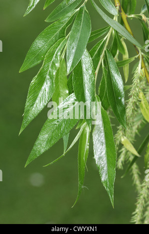 Crack-willow Salix fragilis Salicaceae Banque D'Images