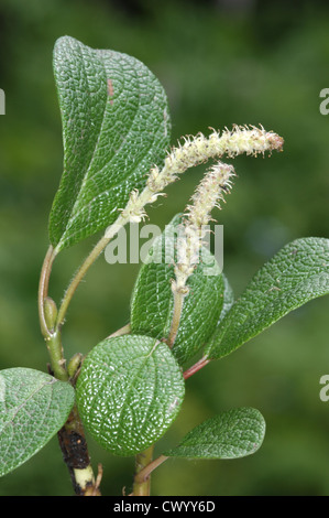 Net-leaved willow Salix reticulata (Salicaceae) Banque D'Images