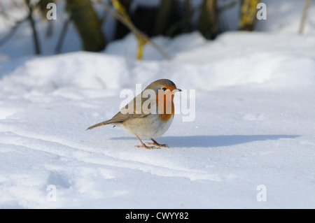 European Robin (Erithacus rubecula aux abords) dans la neige Banque D'Images