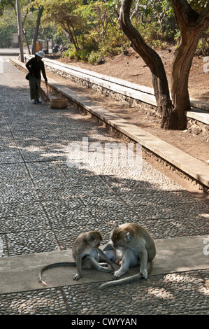 Macaque, sur le terrain du temple de Pura Luhur Uluwatu, dans le sud de la péninsule de Bukit Bali, Bali, Indonésie. Banque D'Images