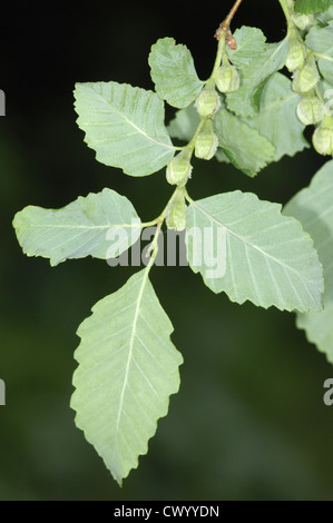 Roble Chêne Nothofagus obliqua Banque D'Images