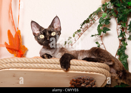 Devon Rex au sommet de l'arbre de chat Banque D'Images