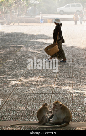 Macaque, sur le terrain du temple de Pura Luhur Uluwatu, dans le sud de la péninsule de Bukit Bali, Bali, Indonésie. Banque D'Images