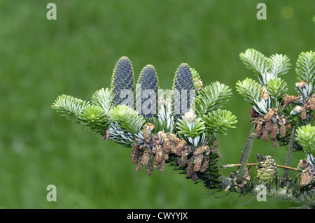 Korean Sapin Abies koreana Banque D'Images