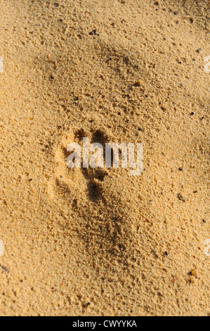 Empreintes d'animaux dans le sable Banque D'Images