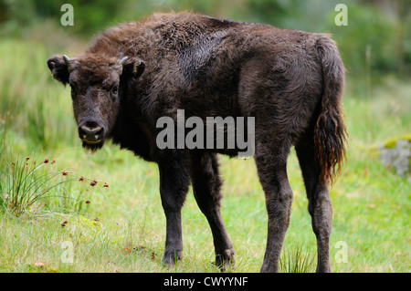 Jeune bison (Bison bonasus) sur un pré Banque D'Images