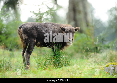 Jeune bison (Bison bonasus) sur un pré Banque D'Images