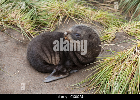 Argentina (Arctocephalus gazella) met bas dans l'herbe tussock près de la plaine de Salisbury, South Georgia Island. Banque D'Images