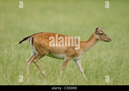 Le daim (Dama dama) on meadow Banque D'Images