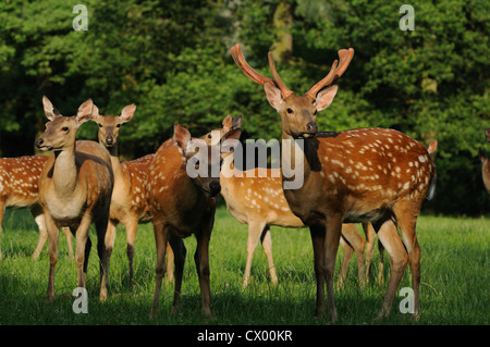 Dybowski's le cerf sika (Cervus nippon) hortulorum on meadow Banque D'Images