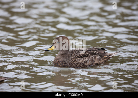 Canard pilet à bec jaune (Anas georgica georgica), la Géorgie du Sud sous-espèces nageant dans un étang Banque D'Images