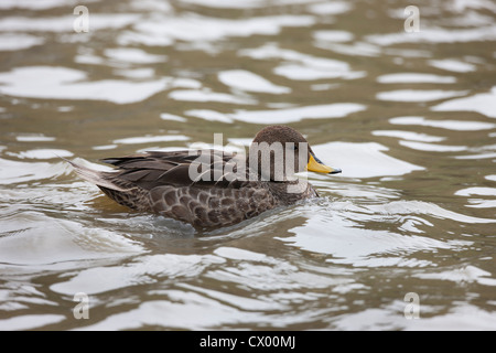 Canard pilet à bec jaune (Anas georgica georgica), la Géorgie du Sud sous-espèces nageant dans un étang Banque D'Images