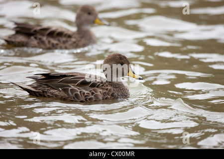 Canard pilet à bec jaune (Anas georgica georgica), la Géorgie du Sud sous-espèces nageant dans un étang Banque D'Images