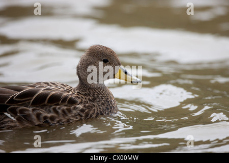 Canard pilet à bec jaune (Anas georgica georgica), la Géorgie du Sud sous-espèces nageant dans un étang Banque D'Images