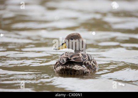 Canard pilet à bec jaune (Anas georgica georgica), la Géorgie du Sud sous-espèces nageant dans un étang Banque D'Images