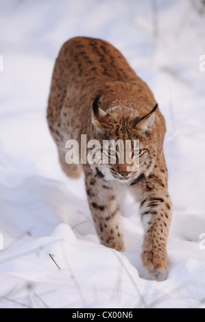 Carpates du lynx (Lynx lynx carpathicus) dans la neige Banque D'Images