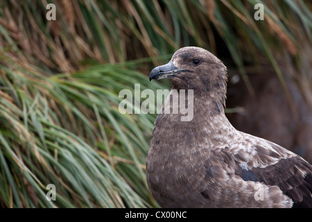 Labbe parasite (Stercorarius antarcticus brun lonnbergi), sous-espèce subantarctique, reposant dans l'herbe à buttes Banque D'Images