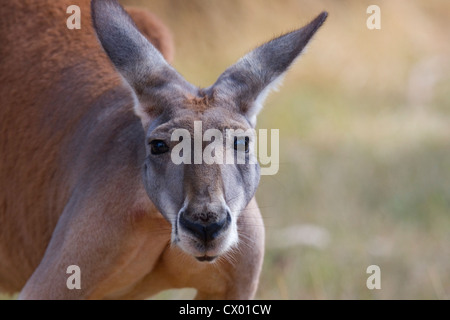 Kangourou concernés, Adélaïde, Australie Banque D'Images