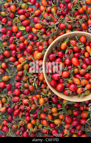 Rosa rubiginosa. Rosa rose hip 'Eglantine' dans un bol en bois Banque D'Images