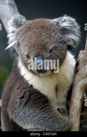 Koala regarde vers le bas de l'arbre d'eucalyptus, de l'Australie Banque D'Images