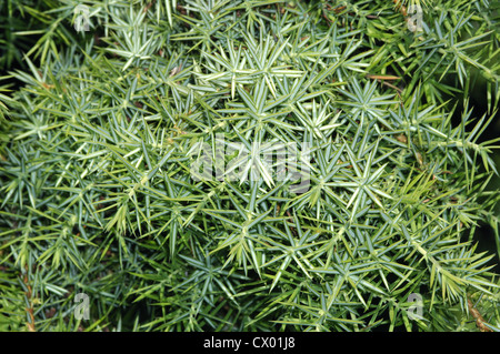 Le genévrier commun Juniperus communis Cupressacées Banque D'Images