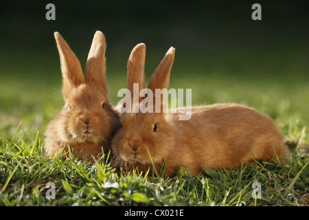 Les jeunes lapins néo zélandais Banque D'Images