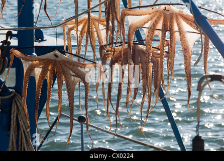 Calmars séchant au soleil de l'après-midi à Skala Rachoni sur l'île de Thassos, dans la mer Égée, Grèce Banque D'Images