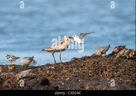 La Barge à queue Bar est un grand échassier. En dispute avec un Bécasseau sanderling. Dans Revtangen à Jæren, au sud-ouest de la Norvège. Banque D'Images