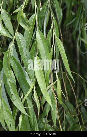 Salix x sepulcralis saule pleureur Banque D'Images