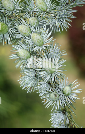 Blue Cèdre de l'Atlas Cedrus atlantica var. glauca Banque D'Images