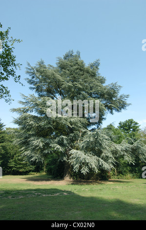 Blue Cèdre de l'Atlas Cedrus atlantica var. glauca Banque D'Images