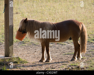 Un poney Shetland rss de son museau bucket Banque D'Images