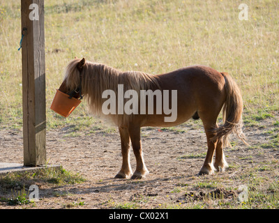 Un poney Shetland rss de son museau bucket Banque D'Images