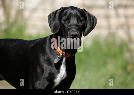 Portrait du Dogue Allemand Banque D'Images