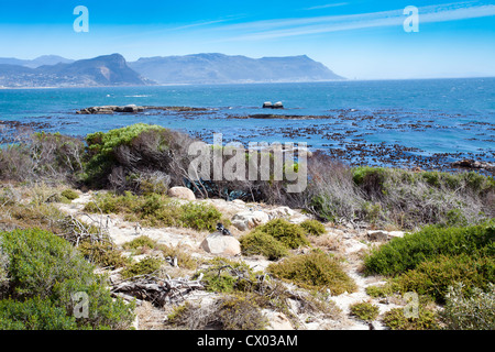 Pingouins africains sur boulders Beach, Cape Town, Afrique du Sud Banque D'Images