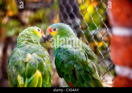 Dans le Parque perroquets Zoo Loro à Puebla, Mexique Banque D'Images