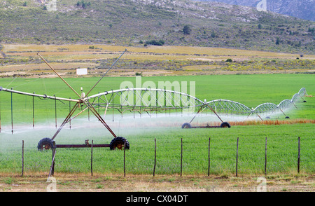 Terrain agricole Système d'irrigation l'arrosage des plantes Banque D'Images