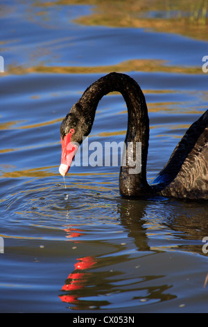 Cygne Noir Cygnus atratus se nourrit de l'eau avec l'eau qui goutte de bec Banque D'Images