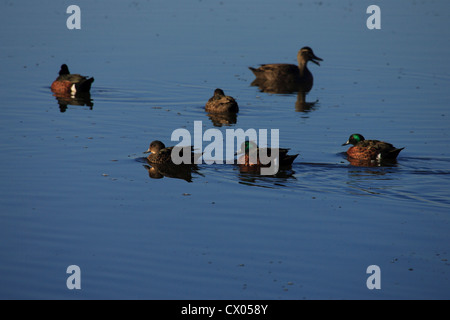 Mâle et femelle alezan Teal Anas castanea nager sur l'eau Banque D'Images