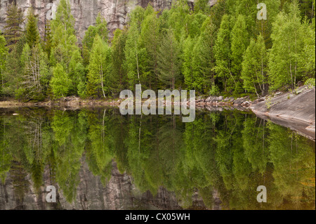 Bouleaux et réflexions en miroir dans le printemps à Nissedal, Telemark fylke, la Norvège. Banque D'Images
