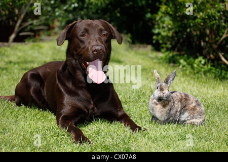 chien et lapin Banque D'Images