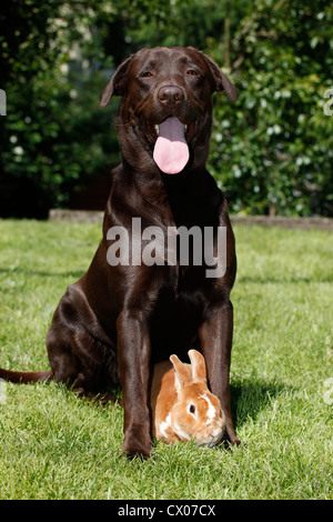 chien et lapin Banque D'Images