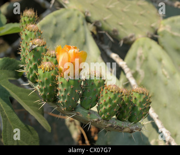 Des fleurs et des fruits ovaire grand cactus épineux opuntia, Israël. Banque D'Images