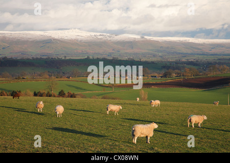 Cross a baissé et la neige tombe dun grand caped paysage d'hiver avec des moutons en premier plan, Eden Valley, Cumbria, Royaume-Uni Banque D'Images