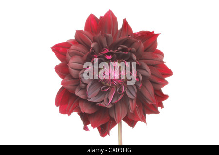 Seul dahlia rouge sombre flower isolated on white Banque D'Images