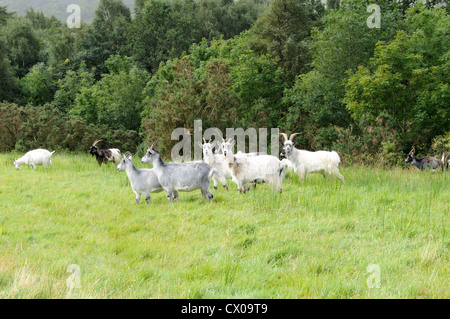 La population de chèvres de montagne Dinorwig Gwynedd le Parc National de Snowdonia au Pays de Galles Cymru UK GO Banque D'Images