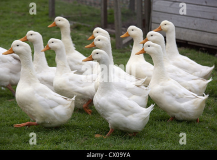Un troupeau de canards d'Aylesbury Buckinghamshire sur petite exploitation Banque D'Images